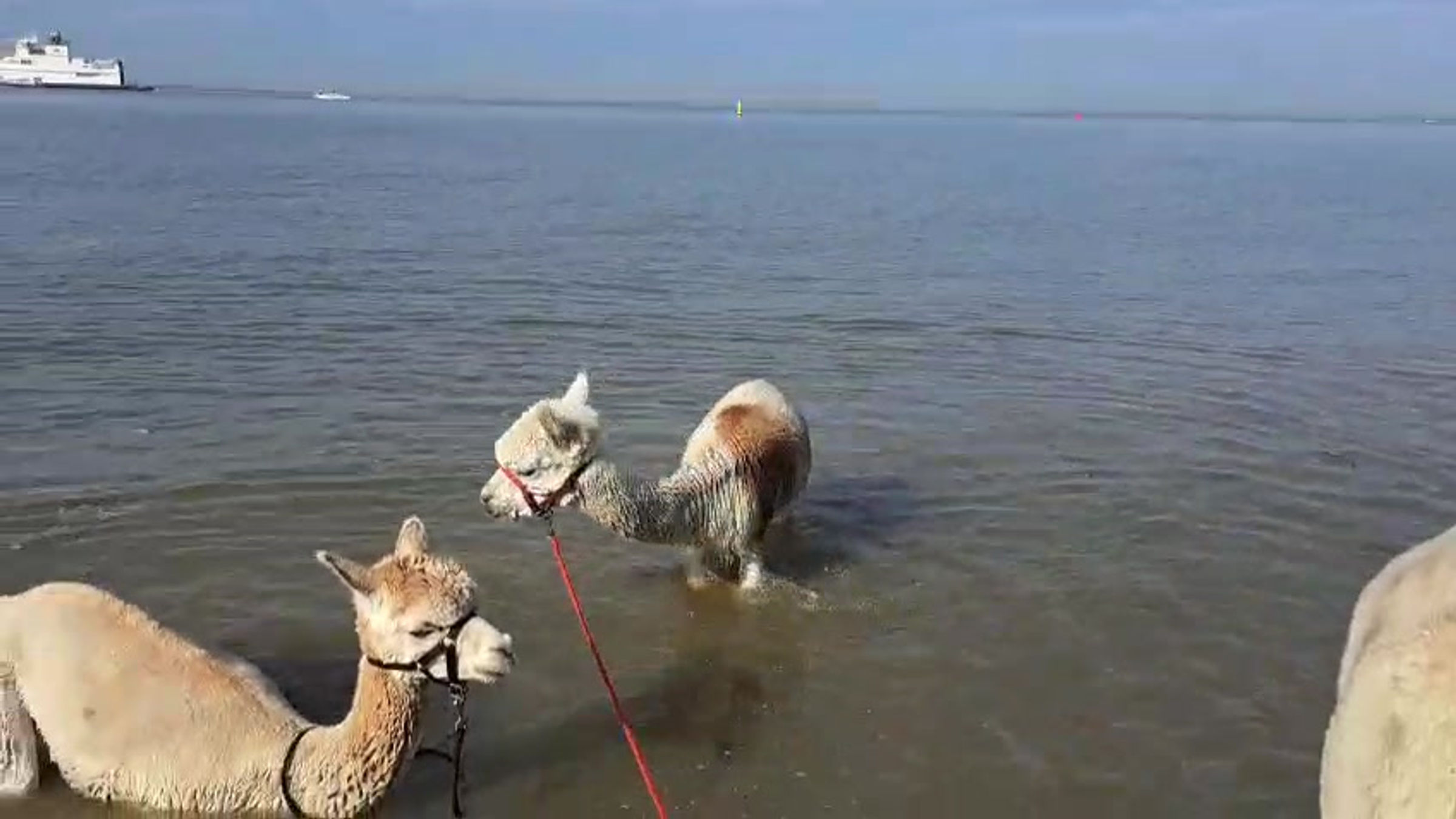 Ollie en Otis in de Westerschelde 16-08-25